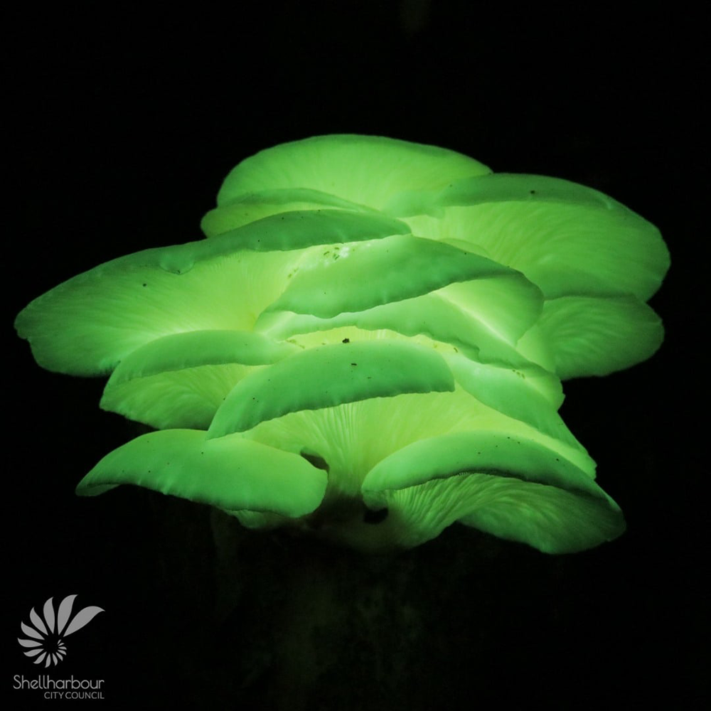 illuminated fungi