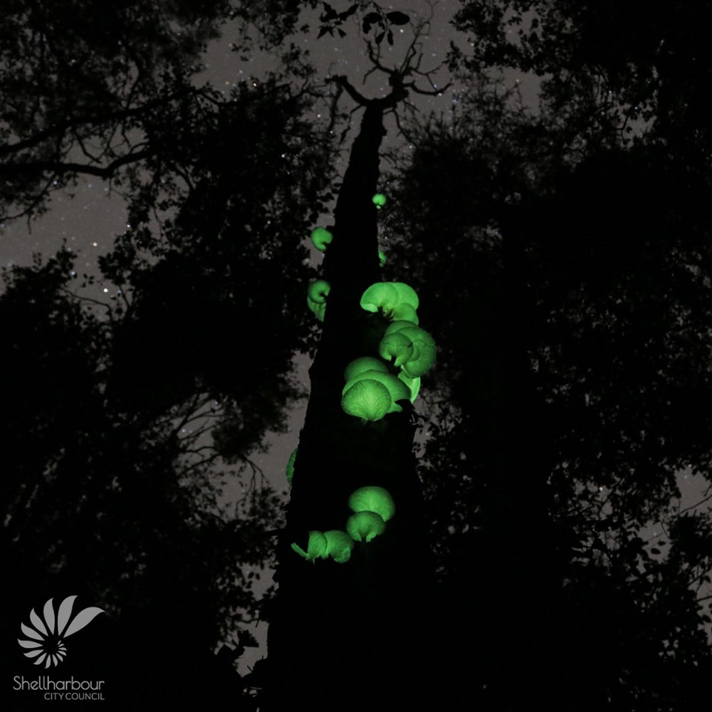 tree illuminated
