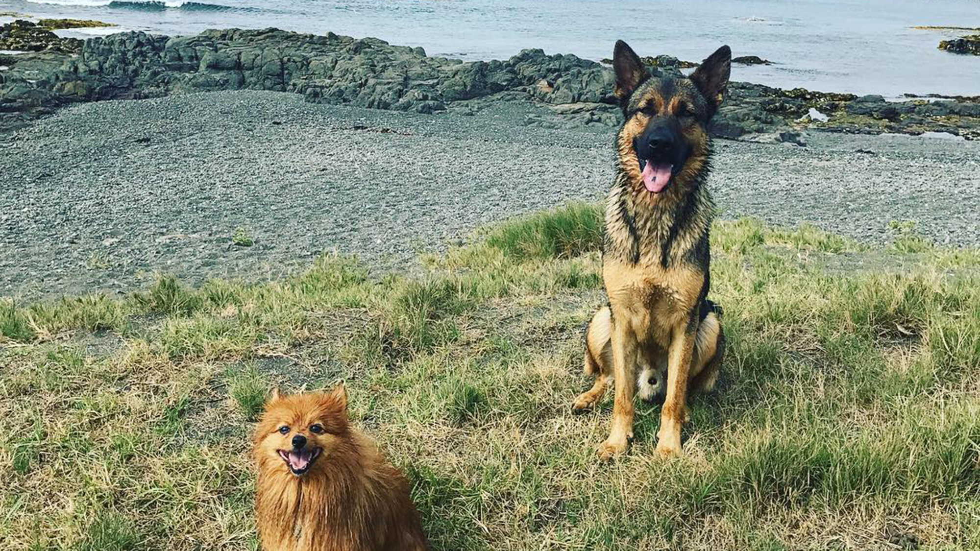 Bear_Maggie_Its_a_dogs_life_2000x1125