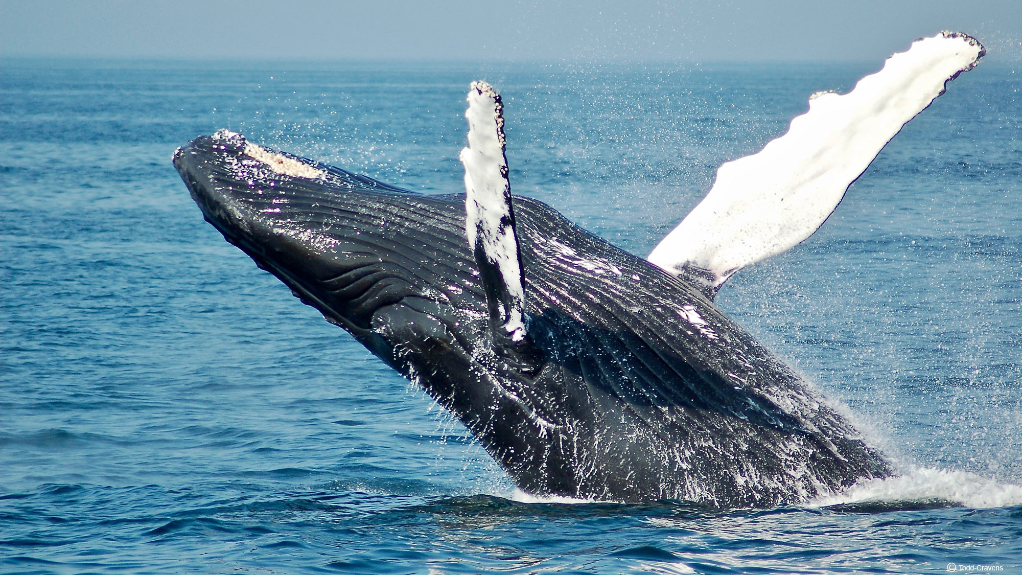 Whale_Waves_of_Discovery
