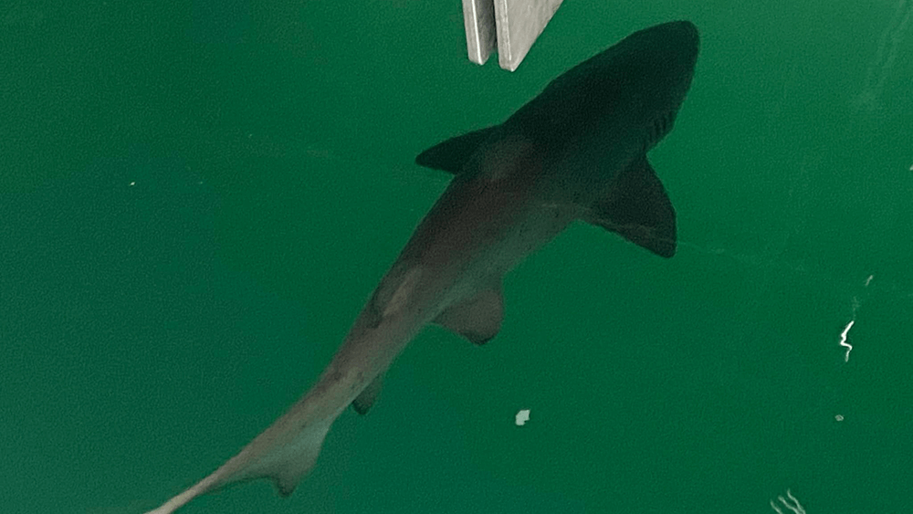 Sharks in Marina