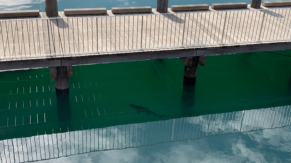 Sharks in Marina