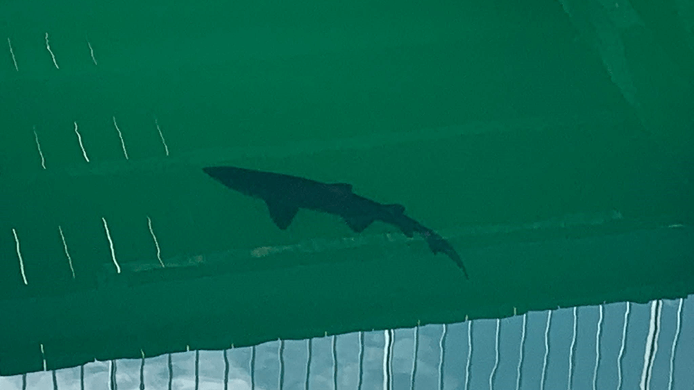 Sharks in Marina