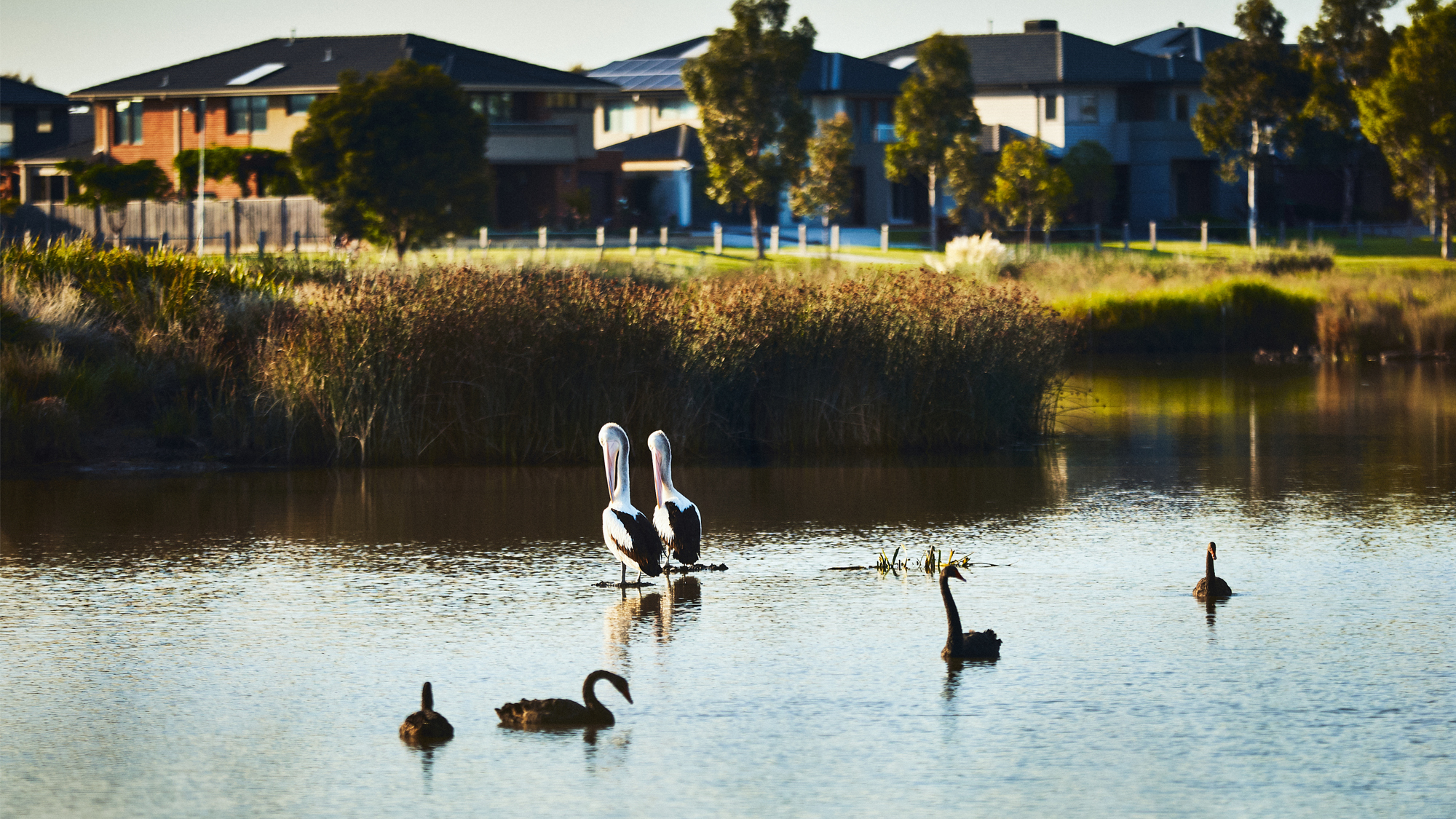 Berwick Waters wetlands