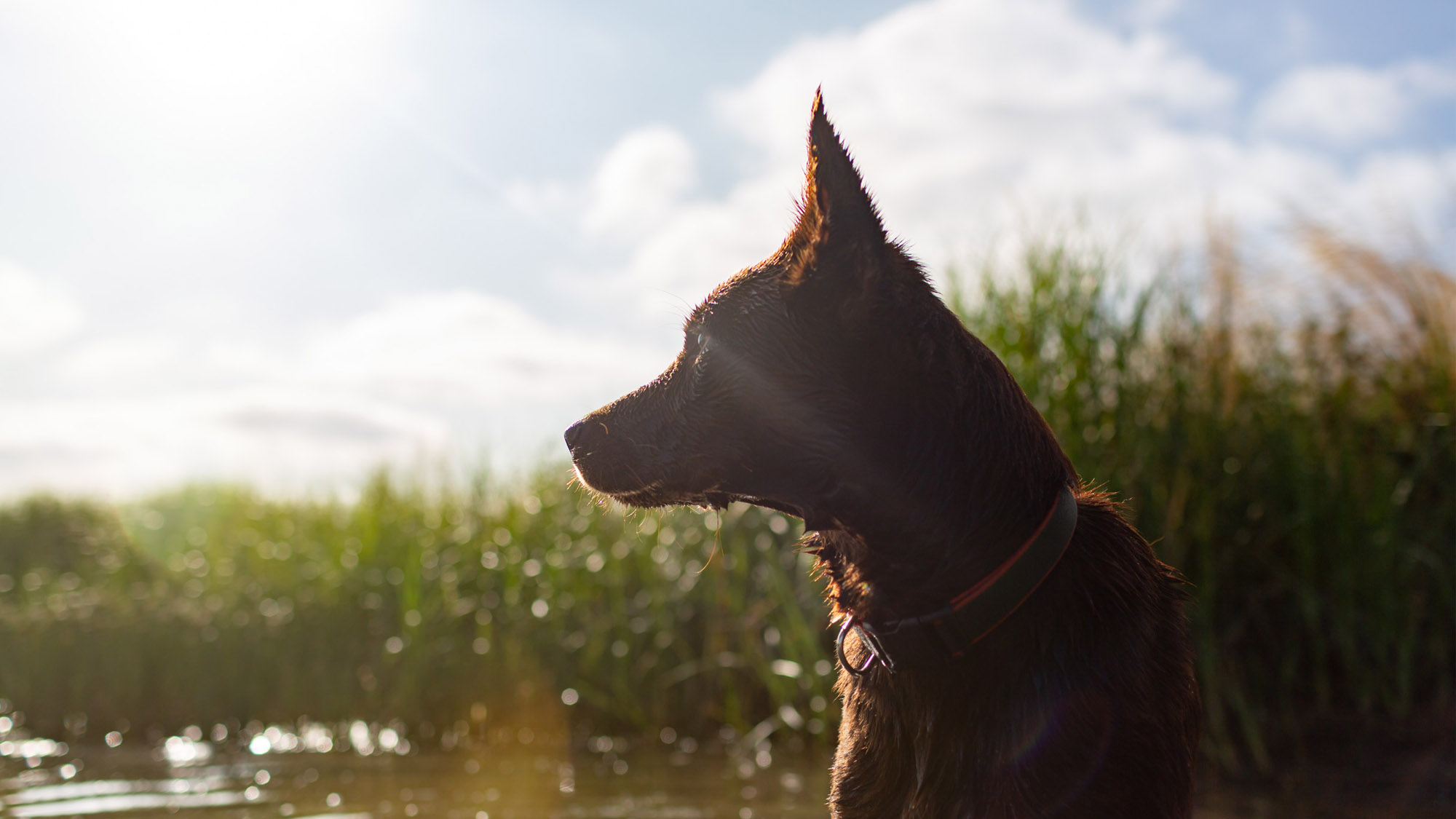 Dog in river