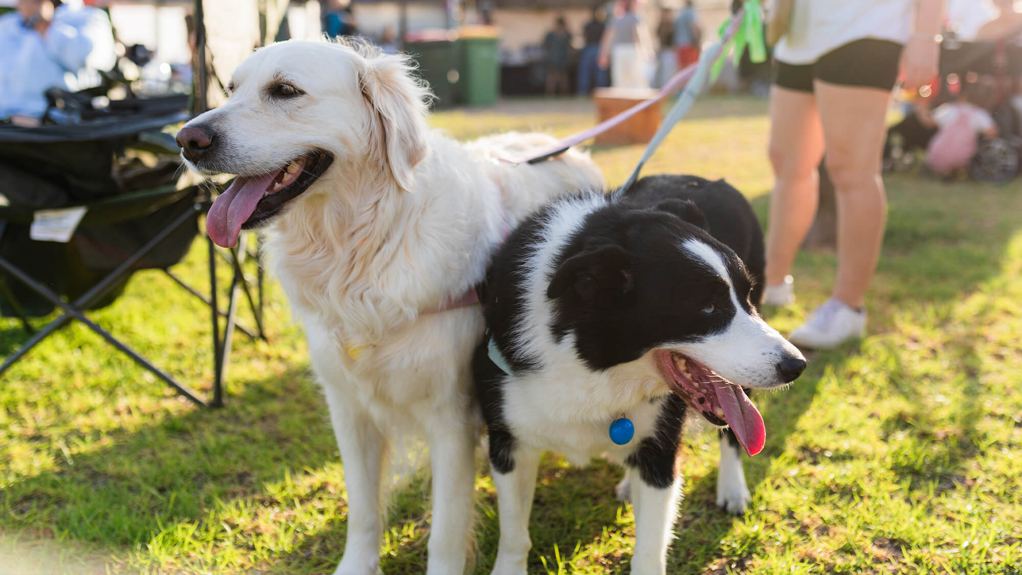 Pacific Festival in the park - Baldivis Parks 