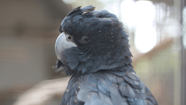 Frasers Landing Black Cockatoo